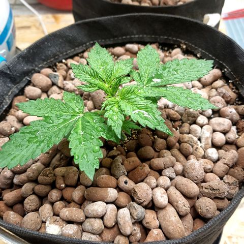 Purple growlog timeline photo