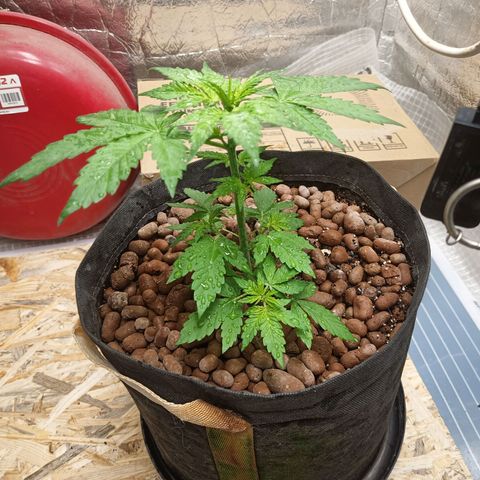 Purple growlog timeline photo