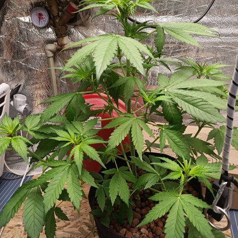 Purple growlog timeline photo