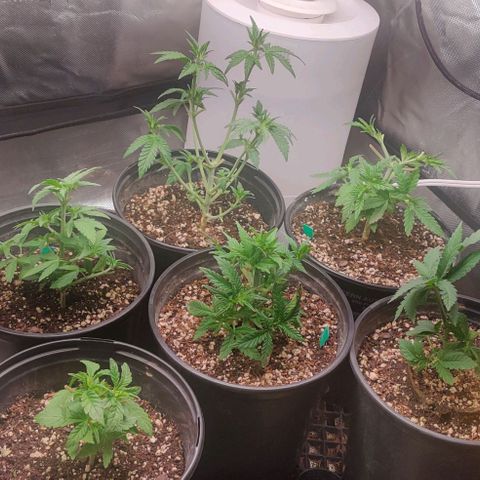 Red Velvet  growlog timeline photo