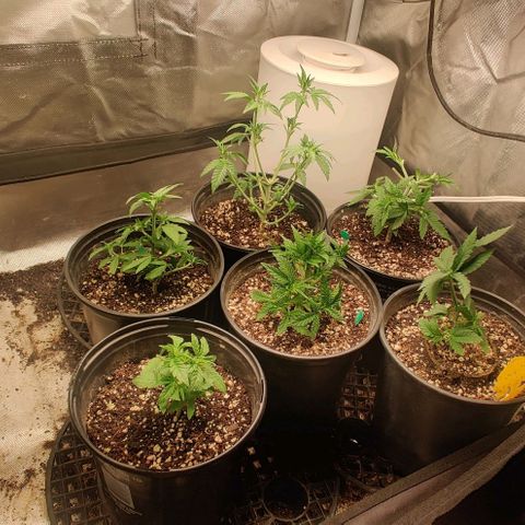 Red Velvet  growlog timeline photo