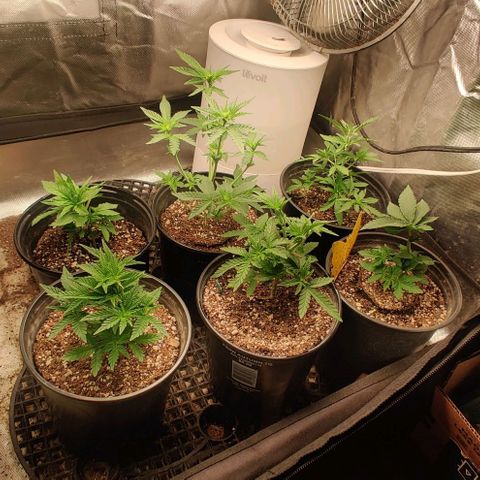 Red Velvet  growlog timeline photo