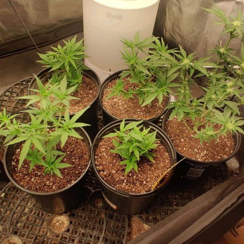 Red Velvet  growlog timeline photo