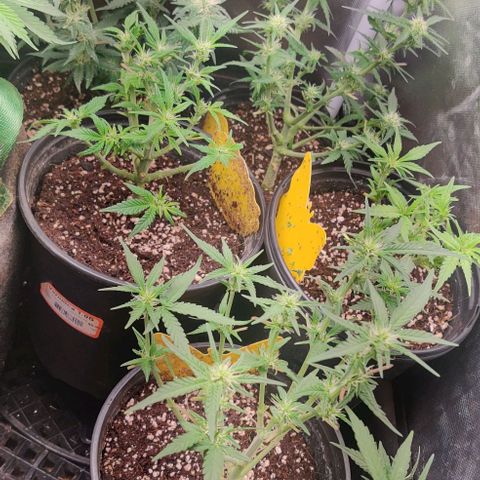 Red Velvet  growlog timeline photo