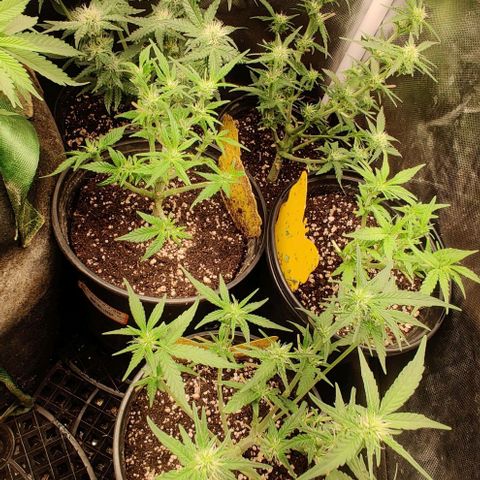 Red Velvet  growlog timeline photo