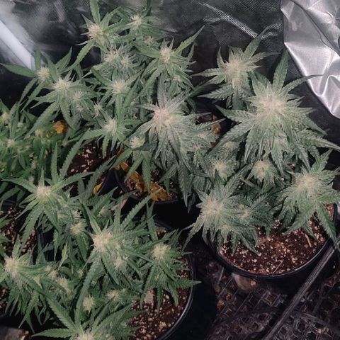 Red Velvet  growlog timeline photo