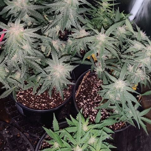 Red Velvet  growlog timeline photo