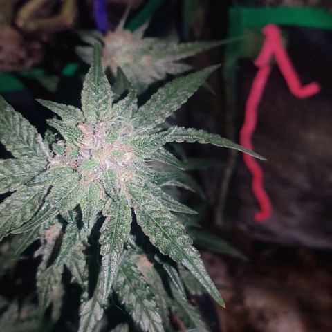 Red Velvet  growlog timeline photo