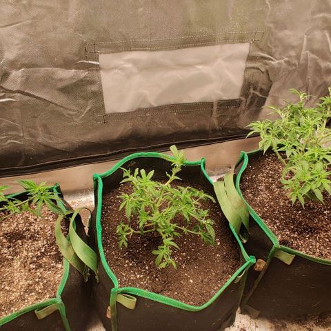 Red Velvet  growlog timeline photo