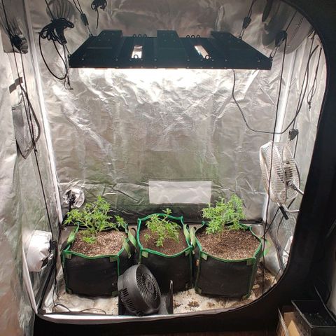 Red Velvet  growlog timeline photo