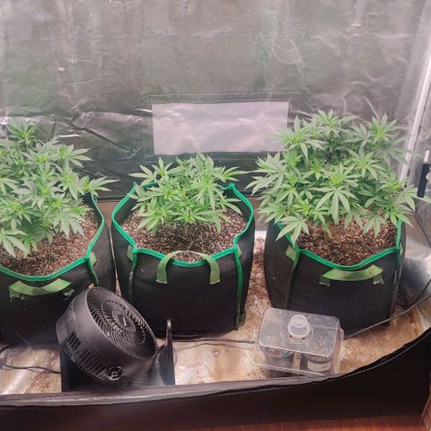 Red Velvet  growlog timeline photo