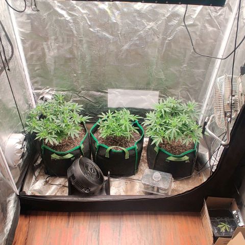 Red Velvet  growlog timeline photo