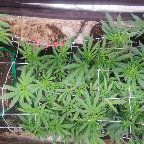 Red Velvet  growlog timeline photo