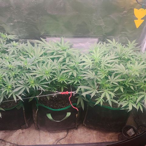 Red Velvet  growlog timeline photo