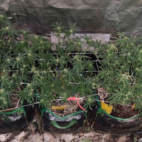 Red Velvet  growlog timeline photo
