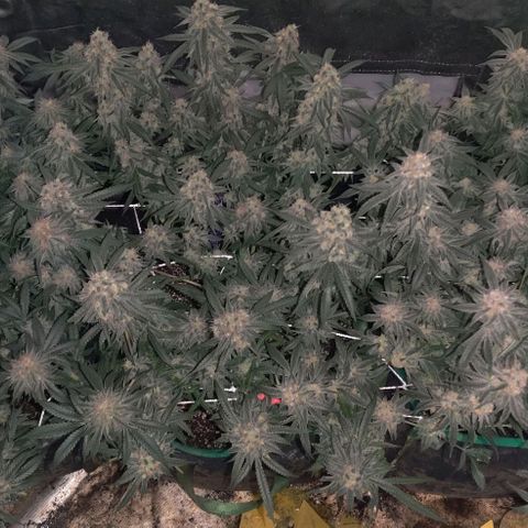 Red Velvet  growlog timeline photo
