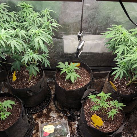 Red velvet f2 growlog timeline photo