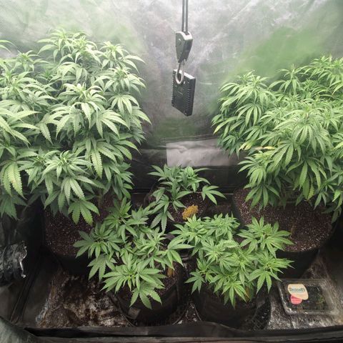 Red velvet f2 growlog timeline photo