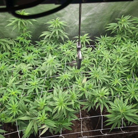 Red velvet f2 growlog timeline photo