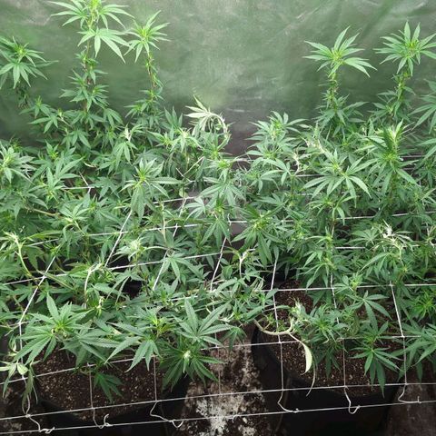 Red velvet f2 growlog timeline photo