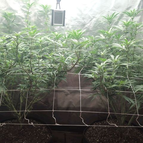Red velvet f2 growlog timeline photo