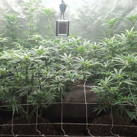Red velvet f2 growlog timeline photo