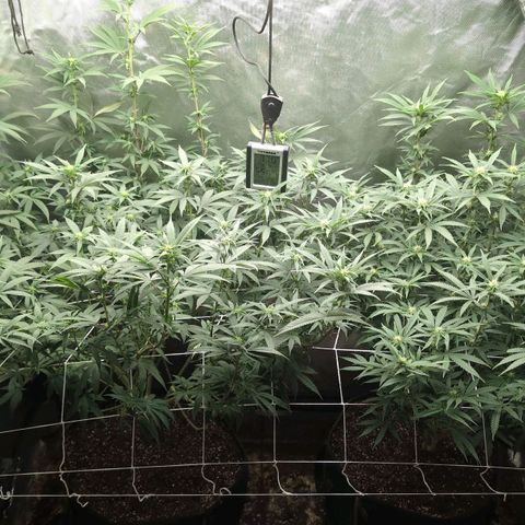 Red velvet f2 growlog timeline photo