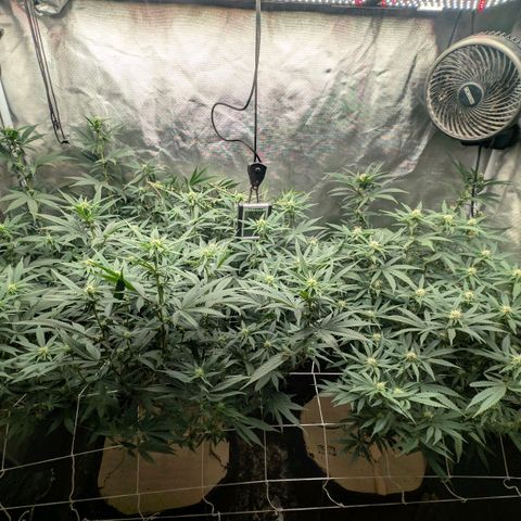 Red velvet f2 growlog timeline photo