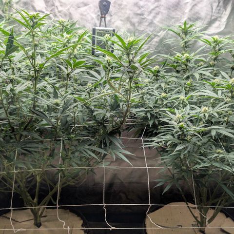 Red velvet f2 growlog timeline photo