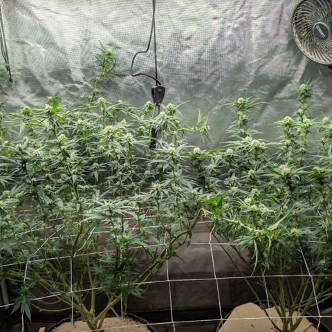 Red velvet f2 growlog timeline photo