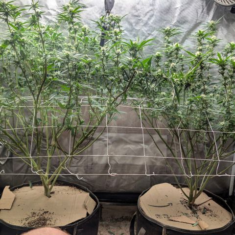 Red velvet f2 growlog timeline photo
