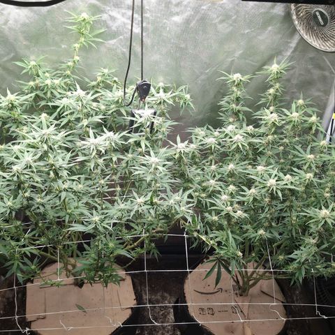 Red velvet f2 growlog timeline photo