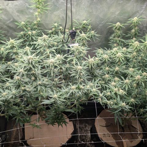 Red velvet f2 growlog timeline photo