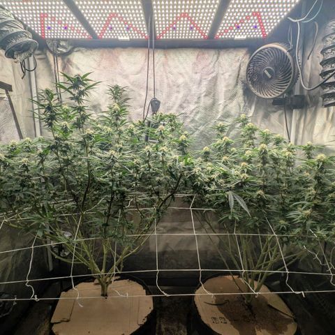 Red velvet f2 growlog timeline photo