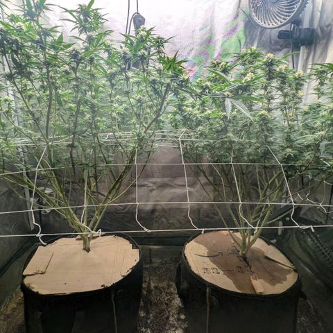 Red velvet f2 growlog timeline photo