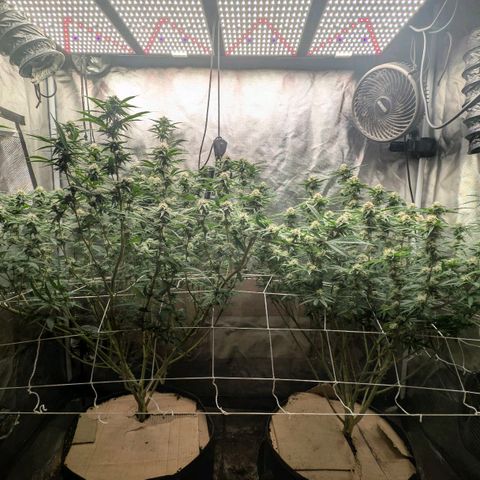 Red velvet f2 growlog timeline photo