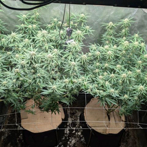Red velvet f2 growlog timeline photo