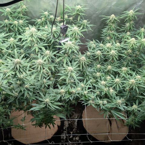 Red velvet f2 growlog timeline photo