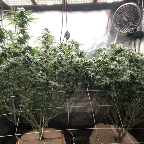 Red velvet f2 growlog timeline photo