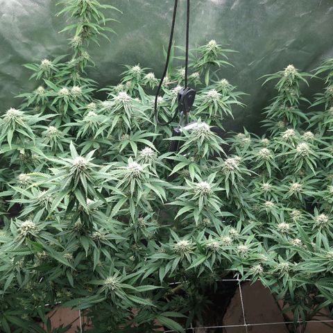 Red velvet f2 growlog timeline photo