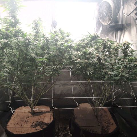 Red velvet f2 growlog timeline photo