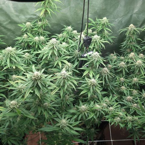 Red velvet f2 growlog timeline photo
