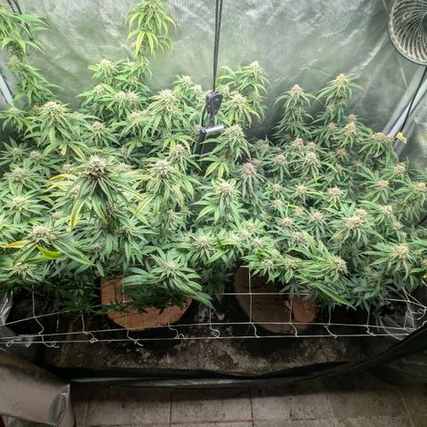 Red velvet f2 growlog timeline photo