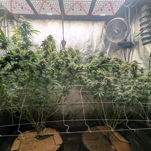 Red velvet f2 growlog timeline photo