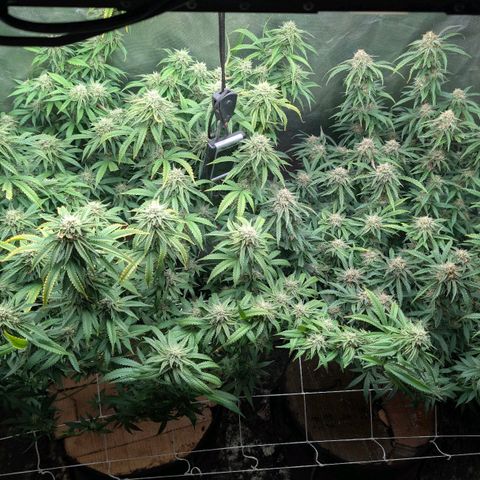 Red velvet f2 growlog timeline photo