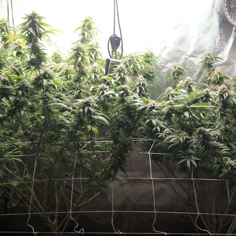 Red velvet f2 growlog timeline photo