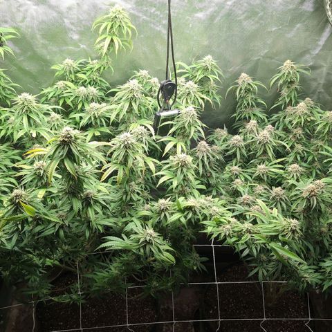 Red velvet f2 growlog timeline photo