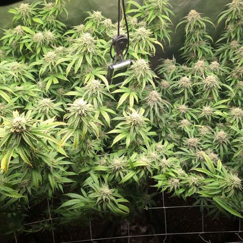 Red velvet f2 growlog timeline photo