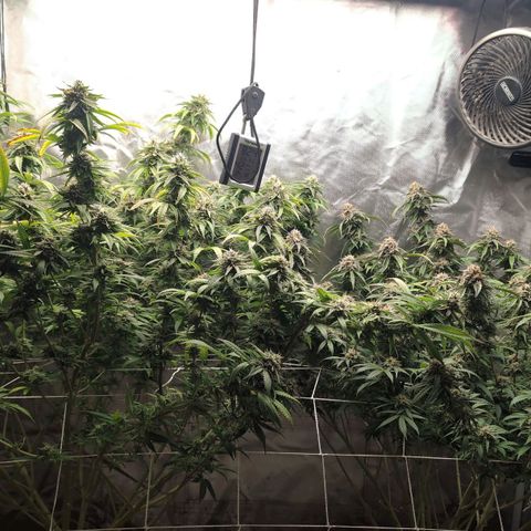 Red velvet f2 growlog timeline photo