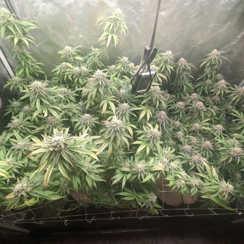Red velvet f2 growlog timeline photo